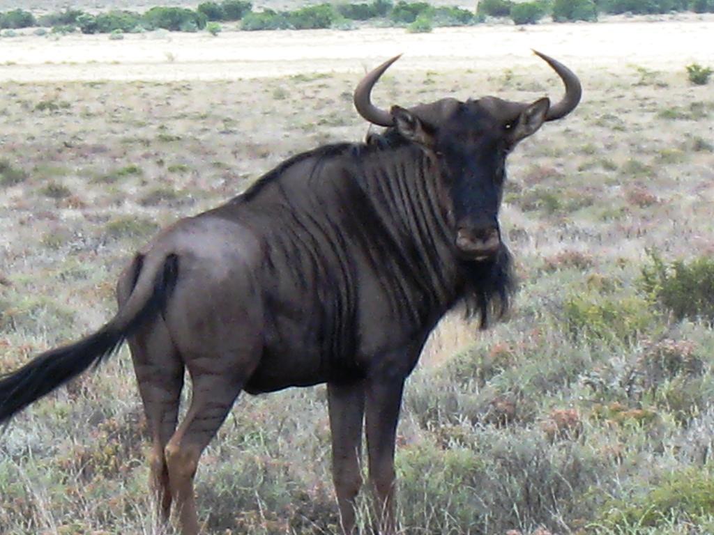 The Vale Karoo Farm Villa Nelspoort Luaran gambar